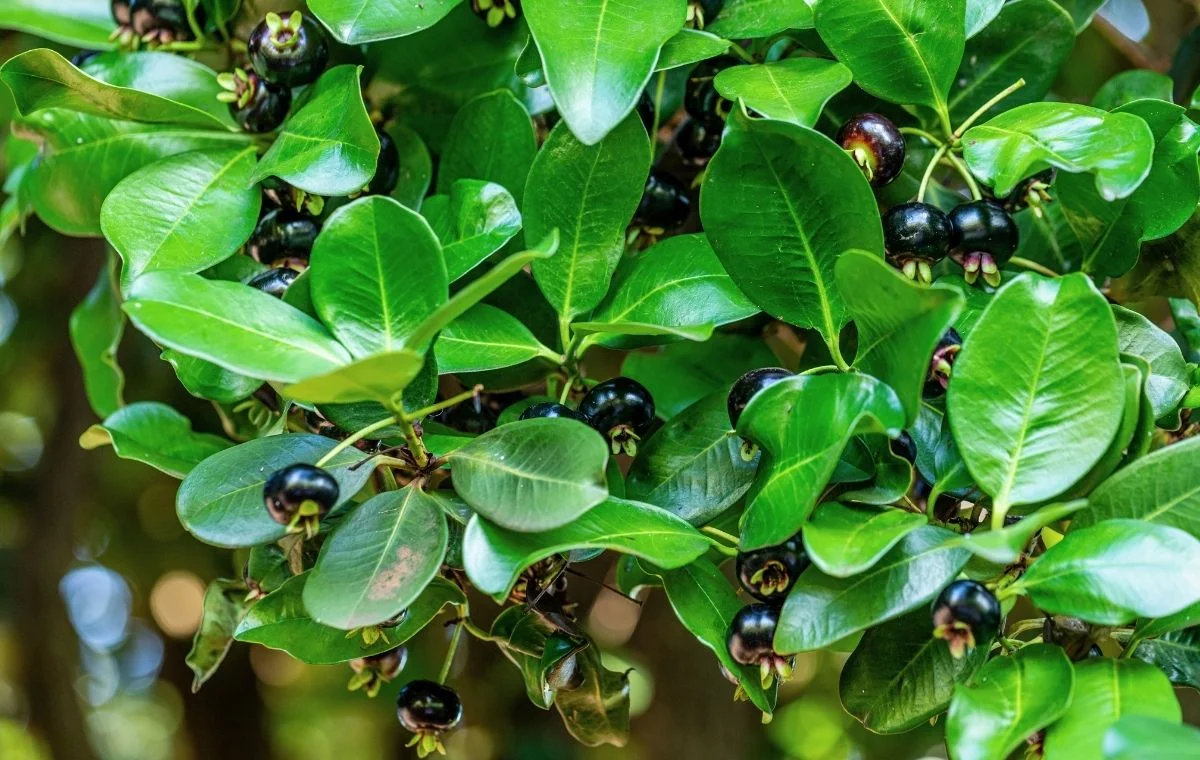 Grumixama - Eugenia brasiliensis