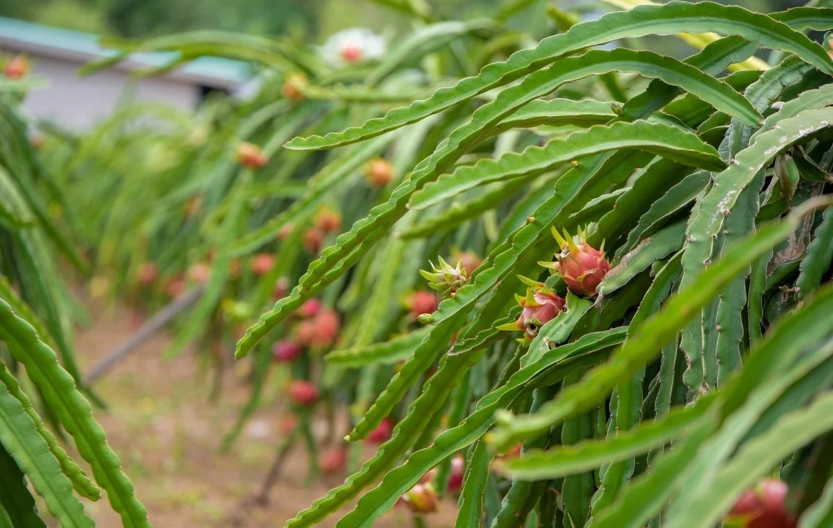 A polinização garante uma grande produção de frutos.