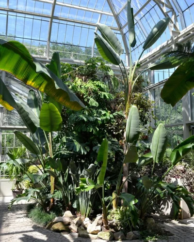 Plantas tropicais como helicônias e bananeiras não se adaptam ao inverno europeu e precisam de proteção. Jardim Botânico Jevremovac, de Belgrado. 