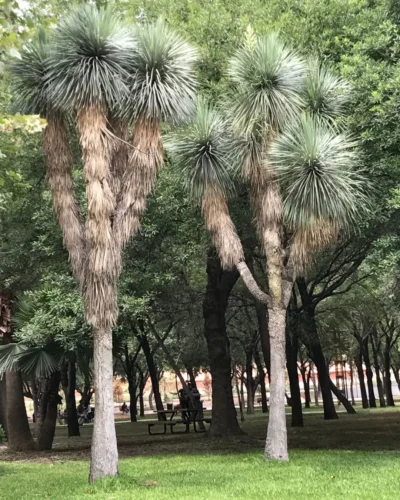 Yucca rostrata - Iuca-de-bico
