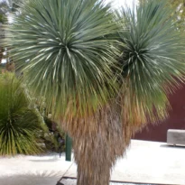 Yucca rostrata