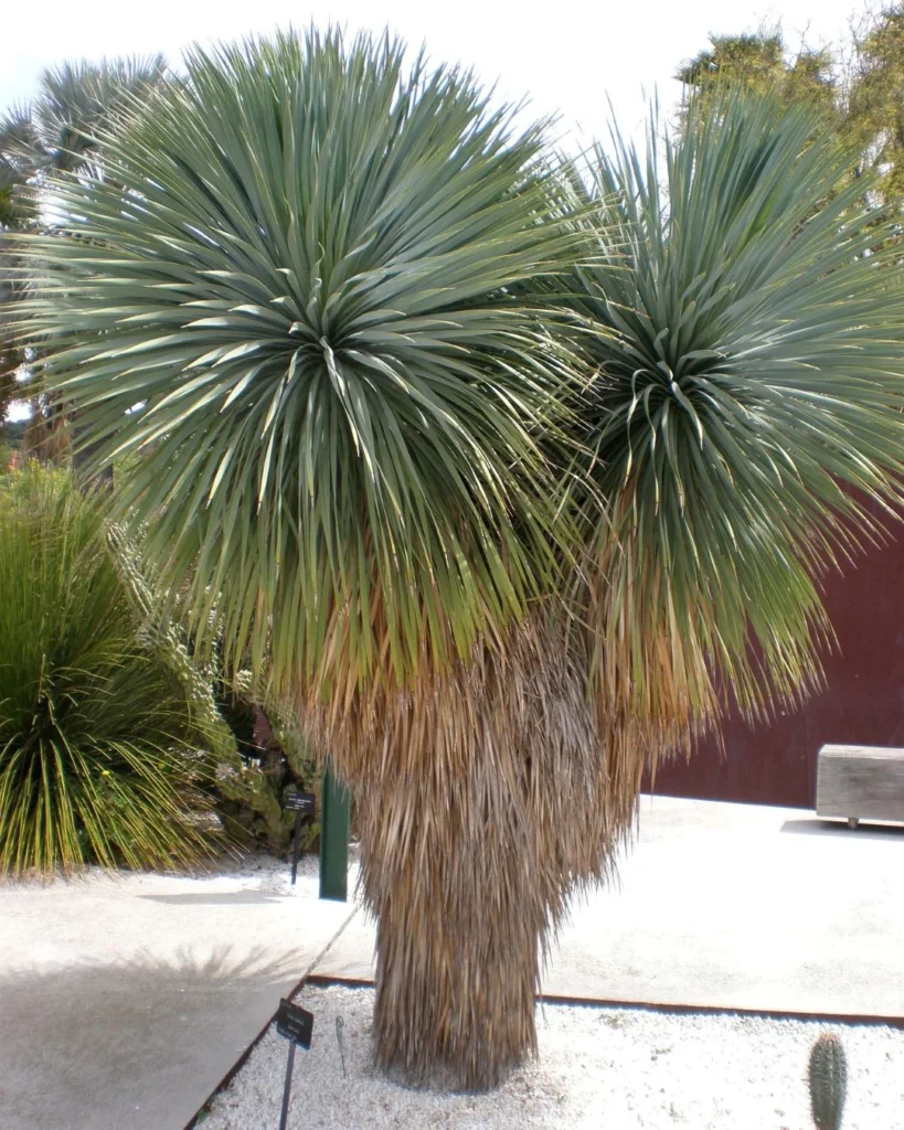Yucca rostrata