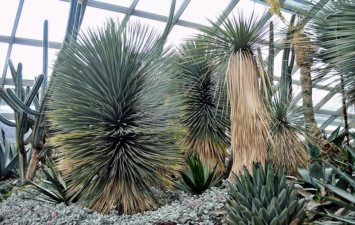 Yucca rostrata - Jardim botânico
