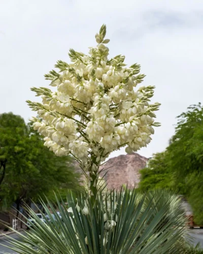 Inflorescênia da Yucca rostrata