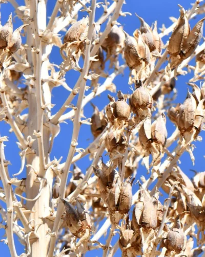 Frutos da Yucca rostrata