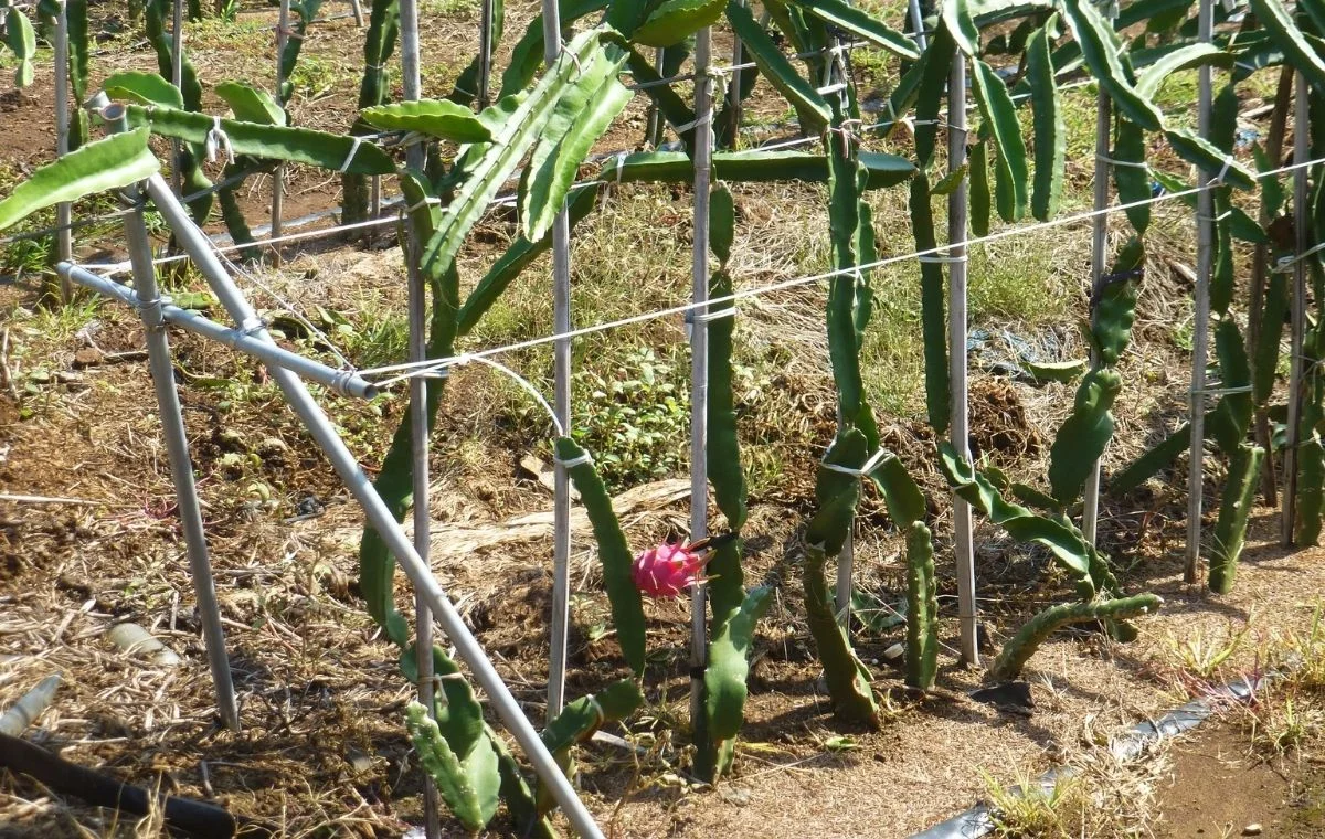Crescimento da pitaya em espaldeira