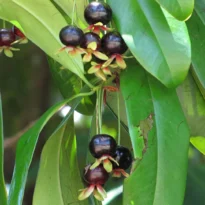 Grumixama - Eugenia brasiliensis
