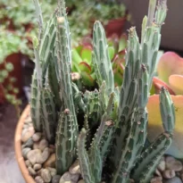 Planta-picles - Kleinia stapeliiformis