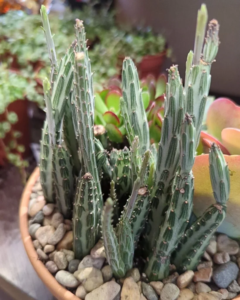 Planta-picles - Kleinia stapeliiformis