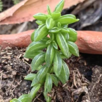 Peperomia nivalis leaves