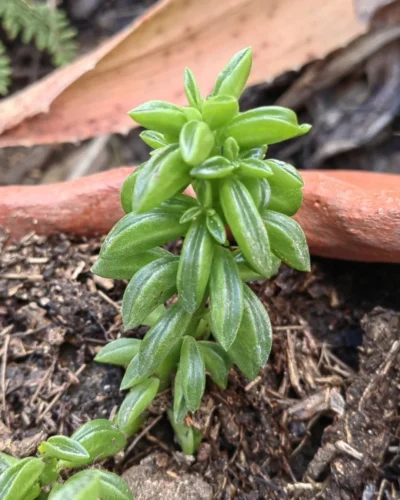 Peperomia nivalis leaves
